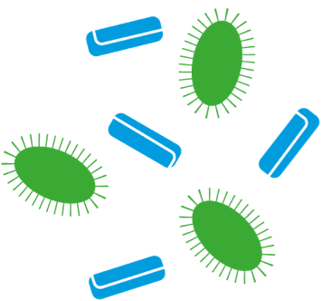 What are Prebiotics?